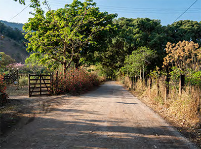 Estrada rural de terra cercada por vegetação abundante sob céu azul com nuvens dispersas.